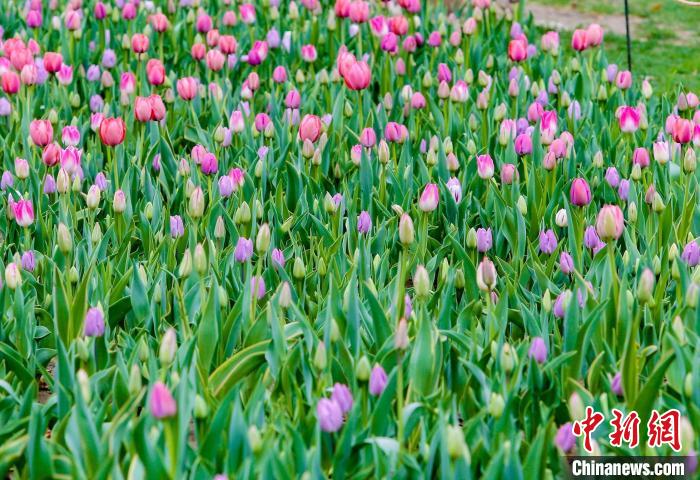4月5日，第三届北京花朝汉服文化节在世界花卉大观园开启。　世界花卉大观园供图