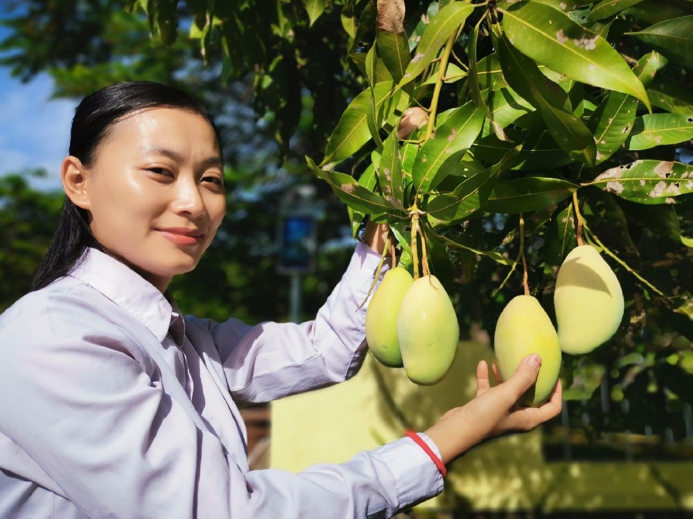 中国电建-图片素材-小符-摘芒果.jpg